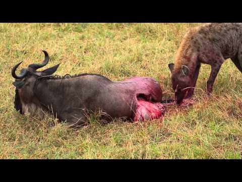 Hyena Eats Wildebeest Alive Brutal Killing Full Movie..Kenya Africa