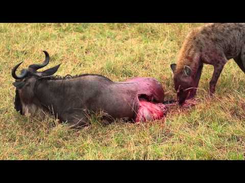 Hyena Eats Wildebeest Alive Brutal Killing Full Movie.. Kenya Africa