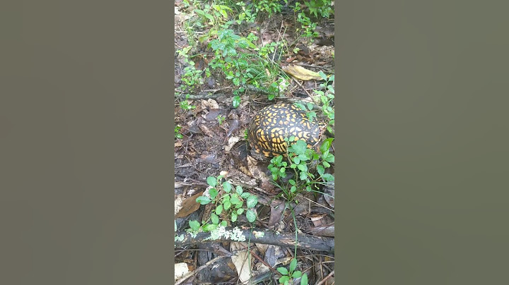 Did we find $10k in the forest!!?? #turtle #nature #clickbait
