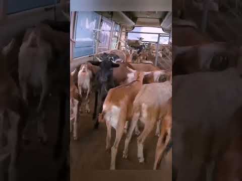 Едут козы 🐐 на работу 🏭! bayoun.ru #козы #коза #автобус #приколы #животные