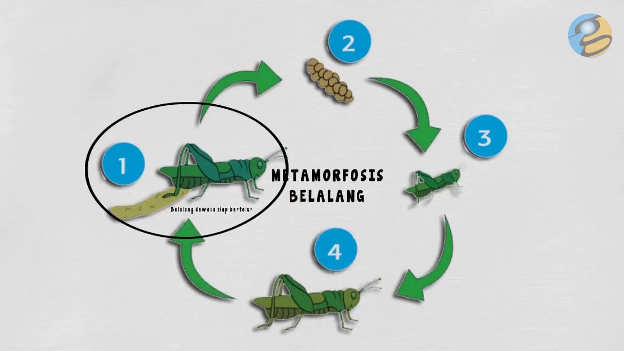 Media Belajar Video Daur  Hidup  dan Metamorfosis Kupu  kupu  