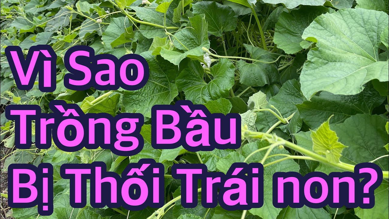 TẠI SAO TRỒNG BẦU MÀ KHÔNG ĐẬU TRÁI-TRÁI NON BỊ THỐI