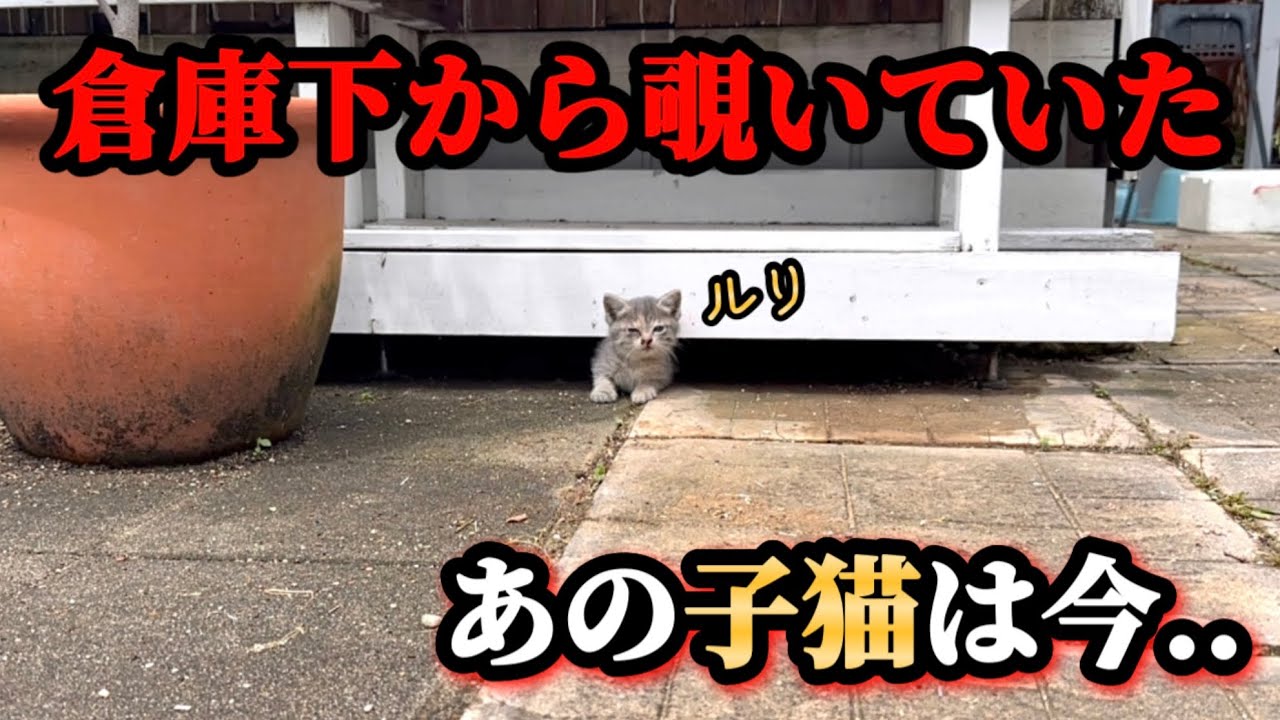 倉庫下で過ごしていた子猫達のその後【後編】