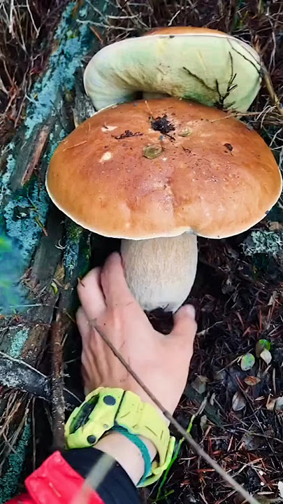 panen jamur porcini 🍄 dan memasaknya#mashroom  #porcini #nature #jamur #kingbolete