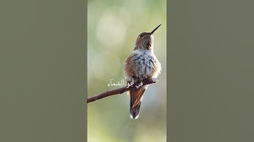 ايات من سورة النحل بصوت الشيخ خالد الجليل                    #خالد_الجليل #قرآن #راحة_نفسية
