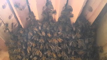 Video through the viewing window on the Golden Means top bar hive