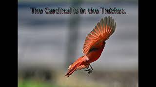 The Cardianl is in the Thicket