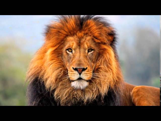 Big Daddy Weave - The Lion and The Lamb