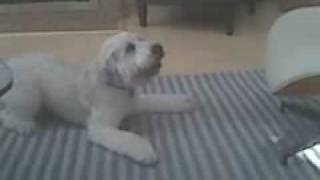 Crazy Alex The Wheaten Terrier