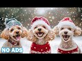 12 Hours of Dog TV for Dogs to Watch 🐶 Gentle Music for Happy, Calm, and Rested Dogs 🎶 No Ads