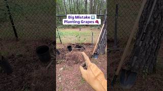 Don’t make this mistake when planting grapevines #Gardening #Grapes #GrowYourOwnFood #Orchard ￼