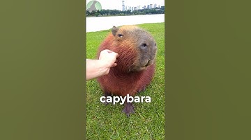 Capybaras LOVE This | Animal Facts!