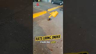 Rats Burrowing Under a Vancouver Parking Lot? Look at These Signs! 🐀