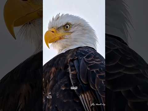 من يحكم السماء حق ا صقور الشاهين ترعب النسور العملاقة