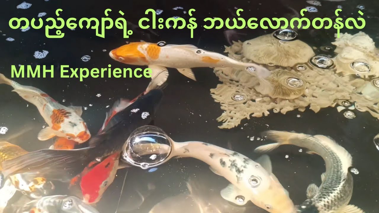 တပည့်ကျော် အောင်ခန့်ကျော်ရဲ့ တစ်​ ကောင် ၅ သိန်း တန် ဖြစ်လာမယ့် ငါးကန် Tour