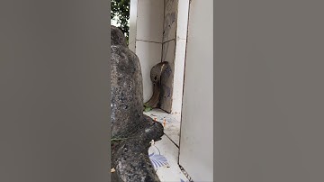 Har Har Mahadev 🙏 #viral #shorts #cobra #video #trending