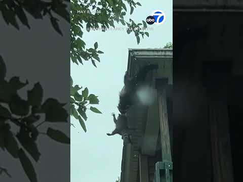 'Mama' raccoon stops