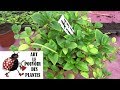 Chaine tv de jardinage peperomia incana comment arroser et bouturer plante verte