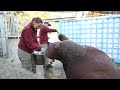 Two new young walruses arrive in tacoma