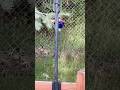 Hummingbirds #bird #birds #hummingbird #hummingbirdfeeder #nature