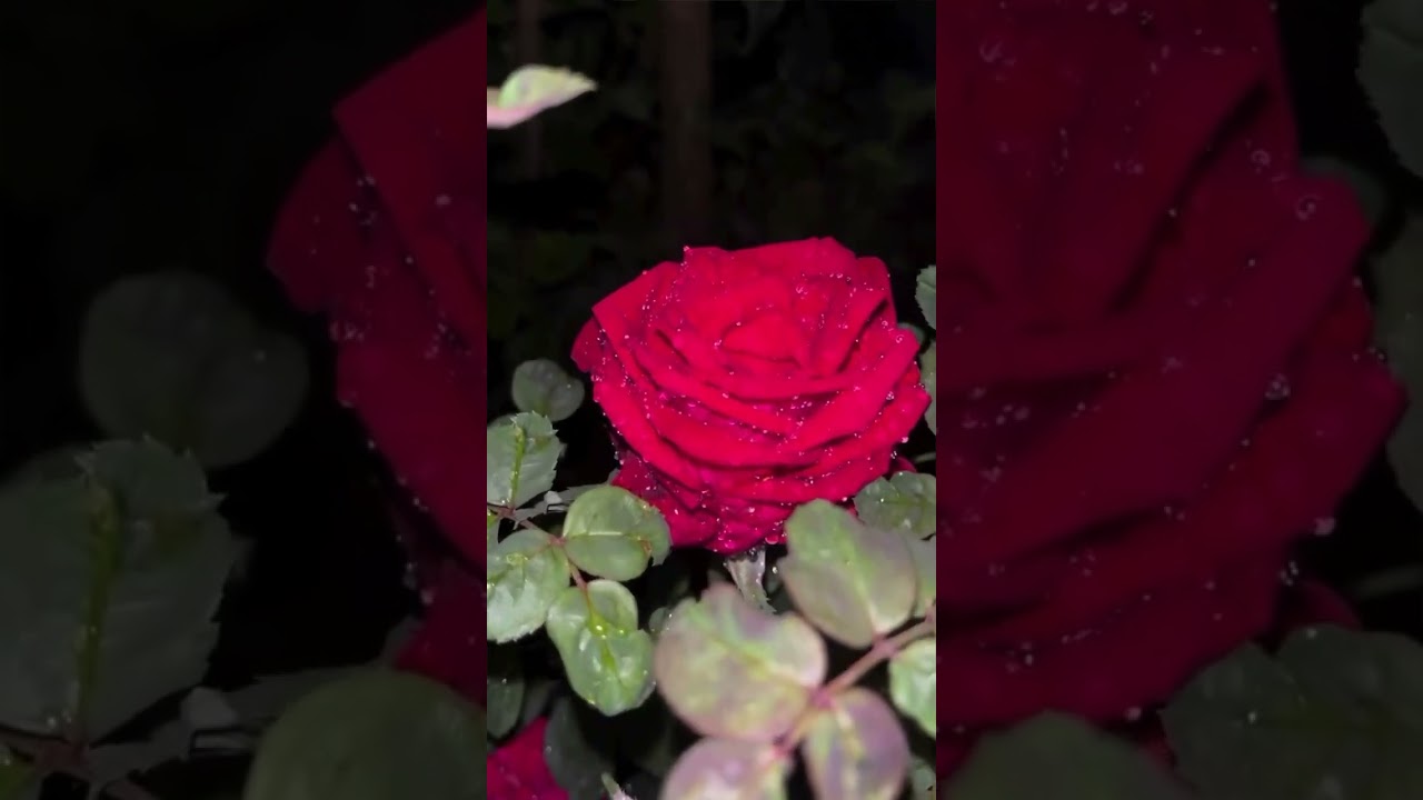 Om shanti#love#motivational #lovesong#viralsong#roblox #bollywoodcoversongs #barishstatus#utubereels