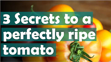 Jak poznáte, že jsou dědičná rajčata zralá?