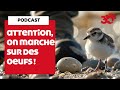 Podcast  attention nous marchons sur des oeufs 