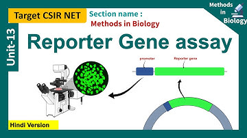 Reporter gene assays | CSIR UNIT 13 |  Luciferase reporter assay | application of reporter genes