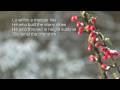 See amid the winters snow