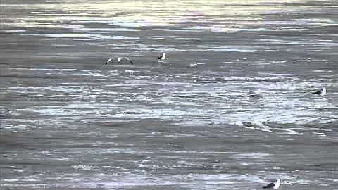 WINTER FISH KILL in MINNESOTA
