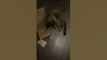 cats and valerian - Baldriankissen 🐱