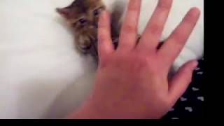 Cutest kitten ever! (She attacks my paw!) by carameldreams 297,825 views 15 years ago 59 seconds