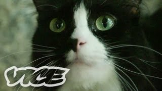 - The Real Cat Ladies of Minneapolis