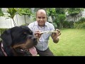 How to prevent ticks Problem of Dogs ? Baadal Bhandaari  Pathankot 9878474748