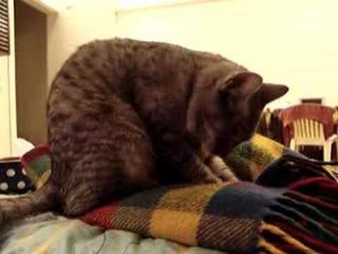Videó: Pit Viper Harapásmérgezés Macskáknál