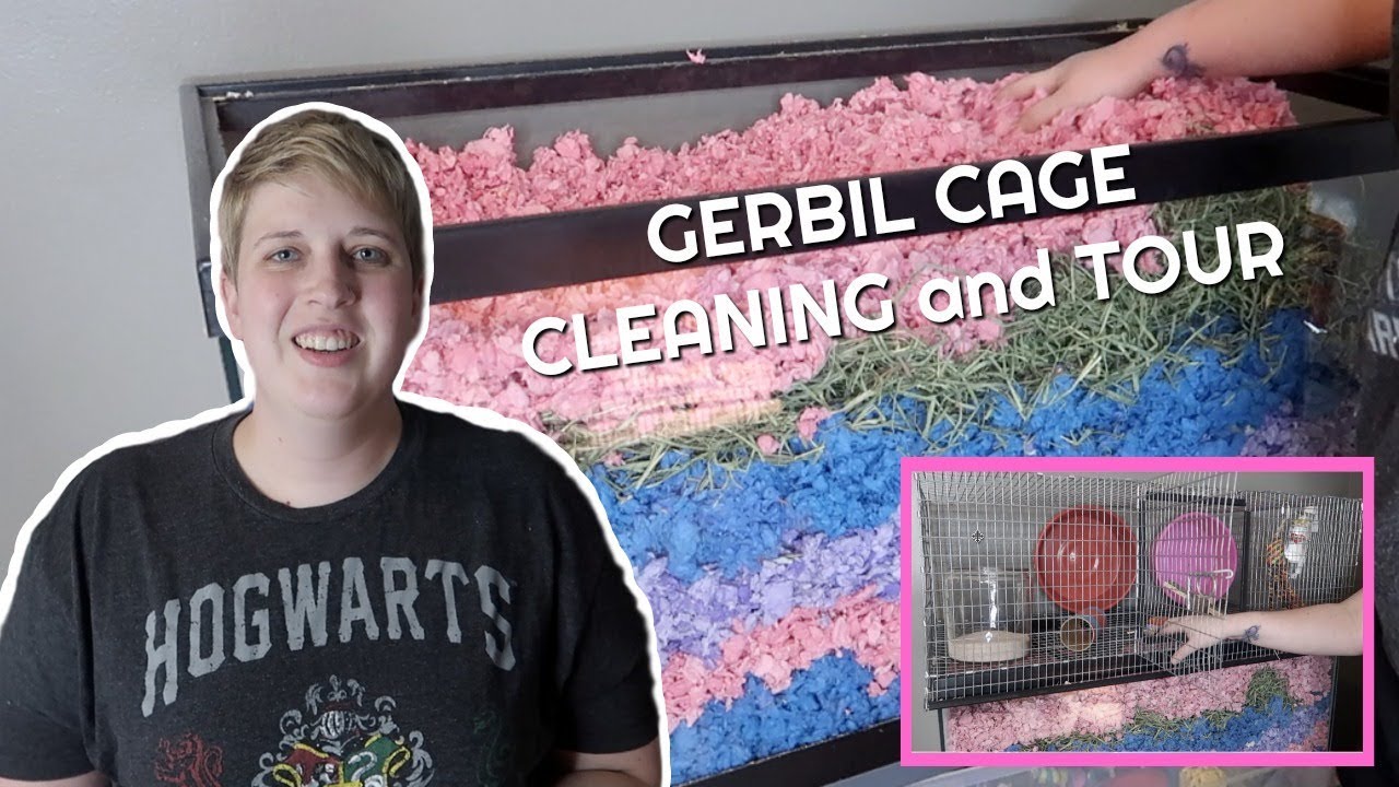 cleaning gerbil cage