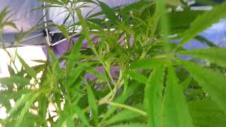 UK outdoor grow #20