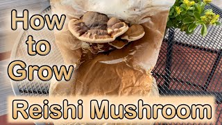 How to Grow Reishi "Mushroom of Immortality"