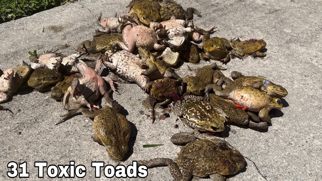 I was Hired To Remove Thousands of Poisonous Cane Toads from Taking over a  Golf Course! 