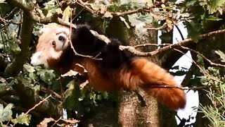 panda cub falls out of tree by SCARCE WORLDWIDE 2,071 views 9 years ago 2 minutes, 48 seconds