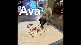 WeCreate408 Pet Paintings 2024 by Karen Adamski 32 views 1 month ago 1 minute, 33 seconds