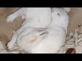 10 days cute #rabbit baby #short @