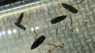 Backswimmers FLIP over Daphnia!  (Feeding Time) by Aquarimax Pets 991 views 4 months ago 4 minutes, 23 seconds