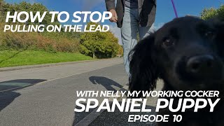 How To Stop Pulling On The Lead Nellys Training Vlog Episode 10 | The Dog Therapist by The Dog Therapist 3,889 views 7 months ago 13 minutes, 21 seconds