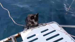 Sailing Schipperkes  Do Schipperkes like to swim?