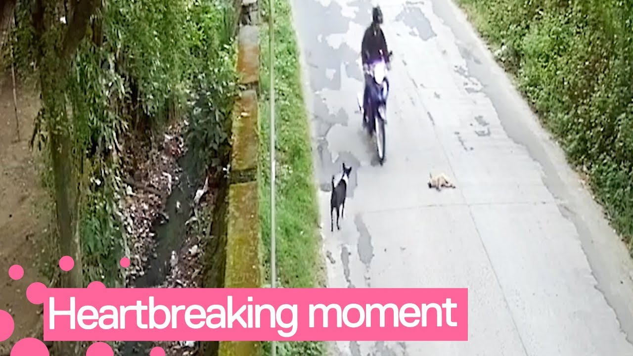 Dog Desperately Tries to Revive Friend Hit in Collision - YouTube