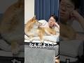 柴犬と人間のケンカ①　#柴犬 #shorts
