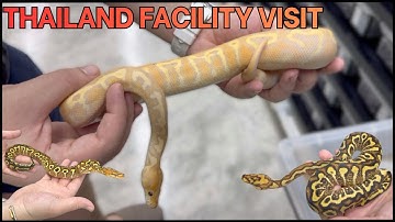 Thailand Reptile facility on another Level....You won