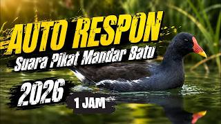 1 JAM Suara Pikat Mandar Batu Paling Ampuh 2026  Auto Respon langsung berdatangan