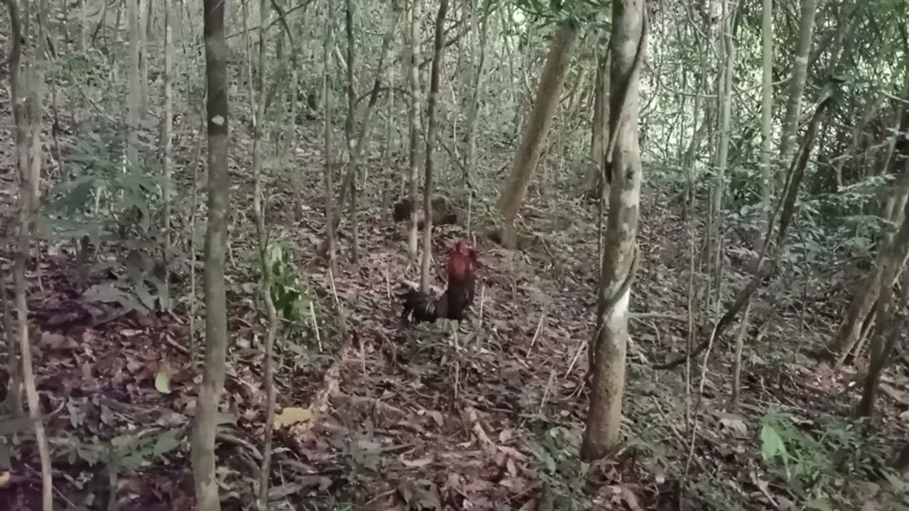 Cara memikat ayam hutan ori yang susah di pikat,. 